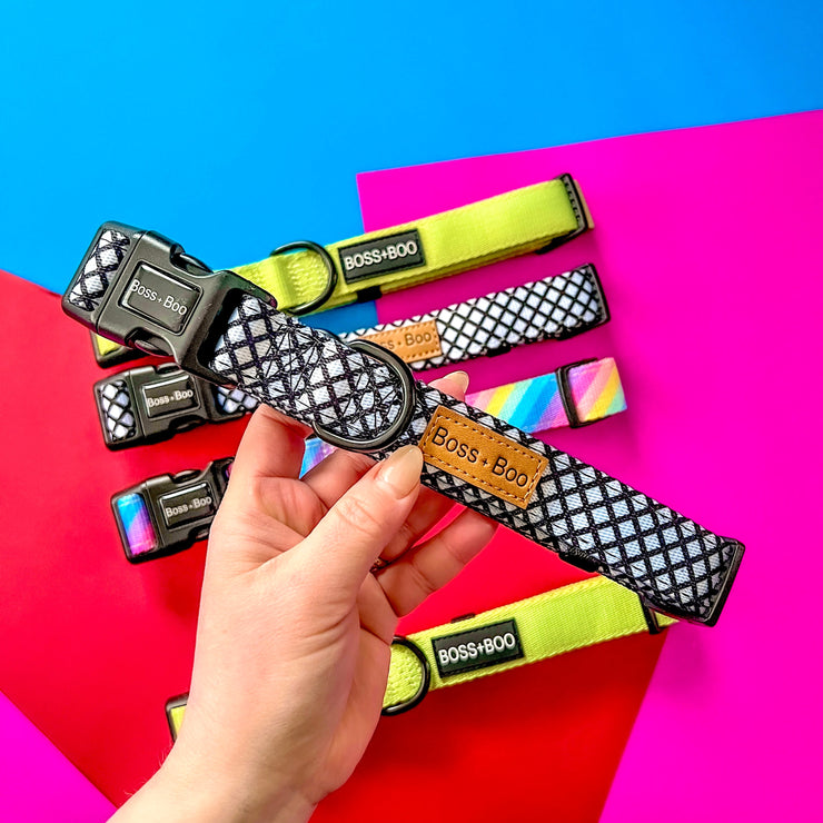 Astor  - Dog Collar