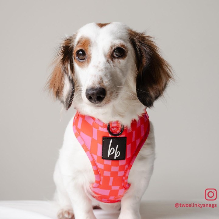 Cheeky Checkers - Adjustable Chest Harness