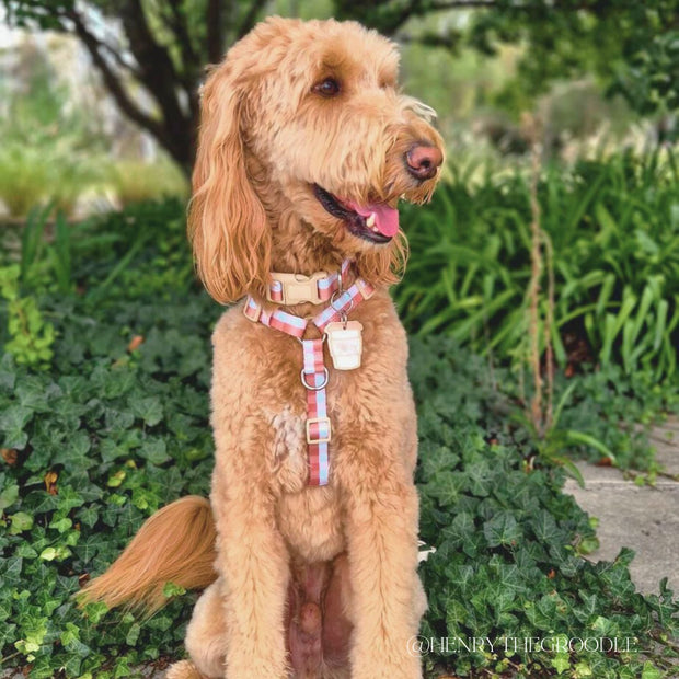 I Love You A Latte - Dog Collar