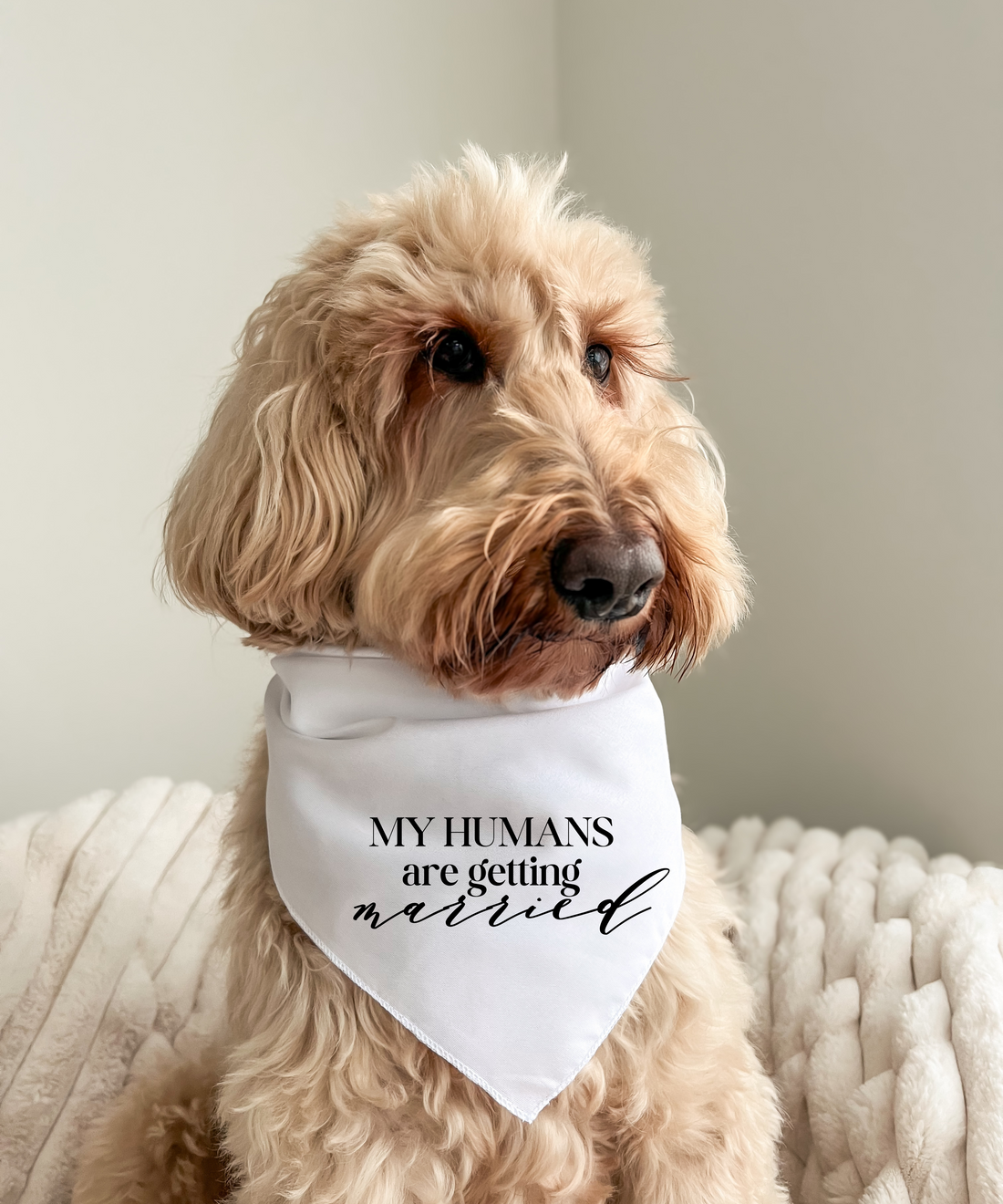 My Humans Are Getting Married - Pet Bandana