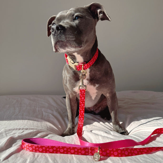 The Ruby - Dog Collar