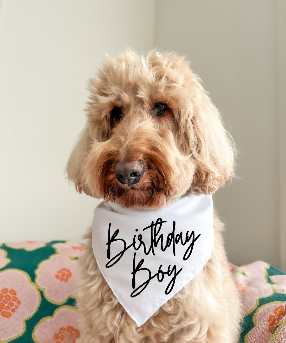 Birthday Boy - Pet Bandana