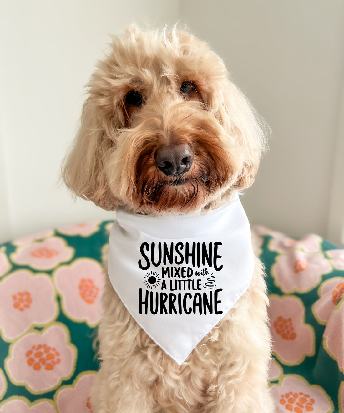 Sunshine Mixed With A Little Hurricane - Pet Bandana