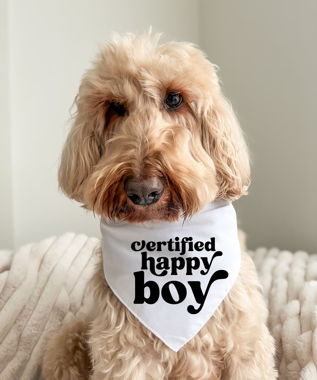 Certified Happy Boy - Pet Bandana