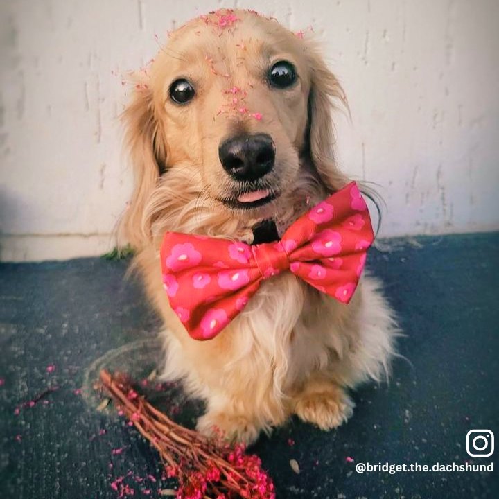 Ruby - Bow Tie
