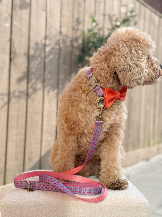 The Heartbreaker - Dog Collar