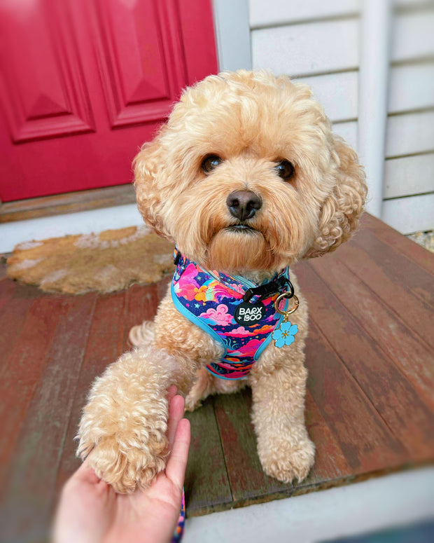 Candy Skies - Adjustable Chest Harness