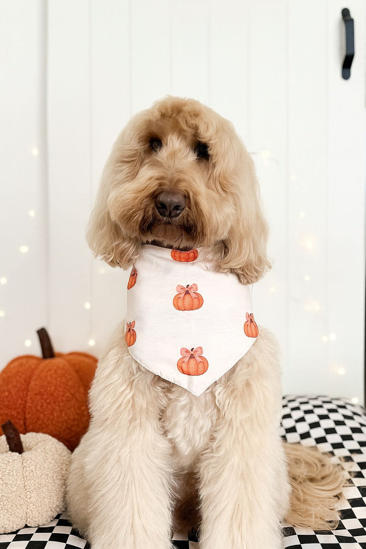 Peek-A-Pumpkin - 2-In-1 Bandana