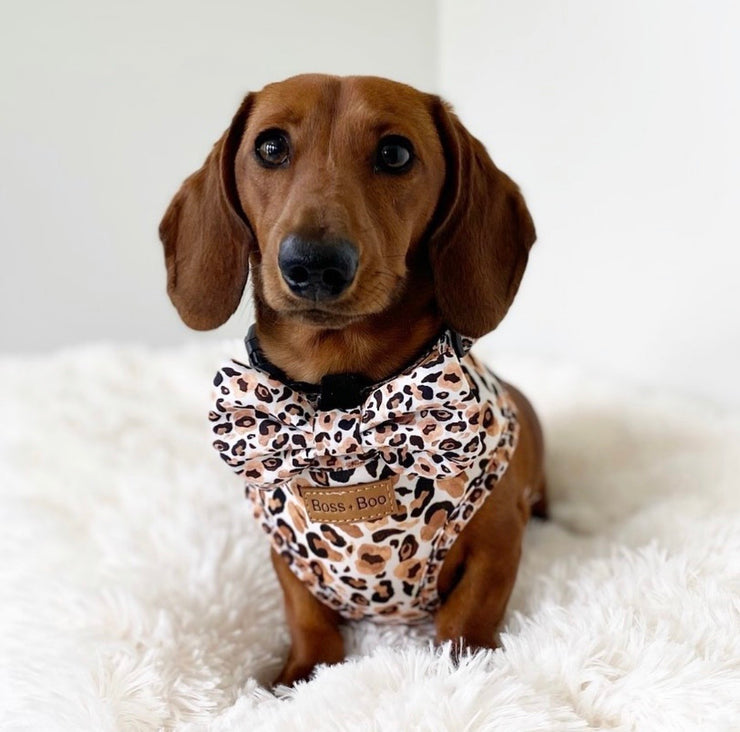 Luxe Leopard - Adjustable Chest Harness (Old Logo)