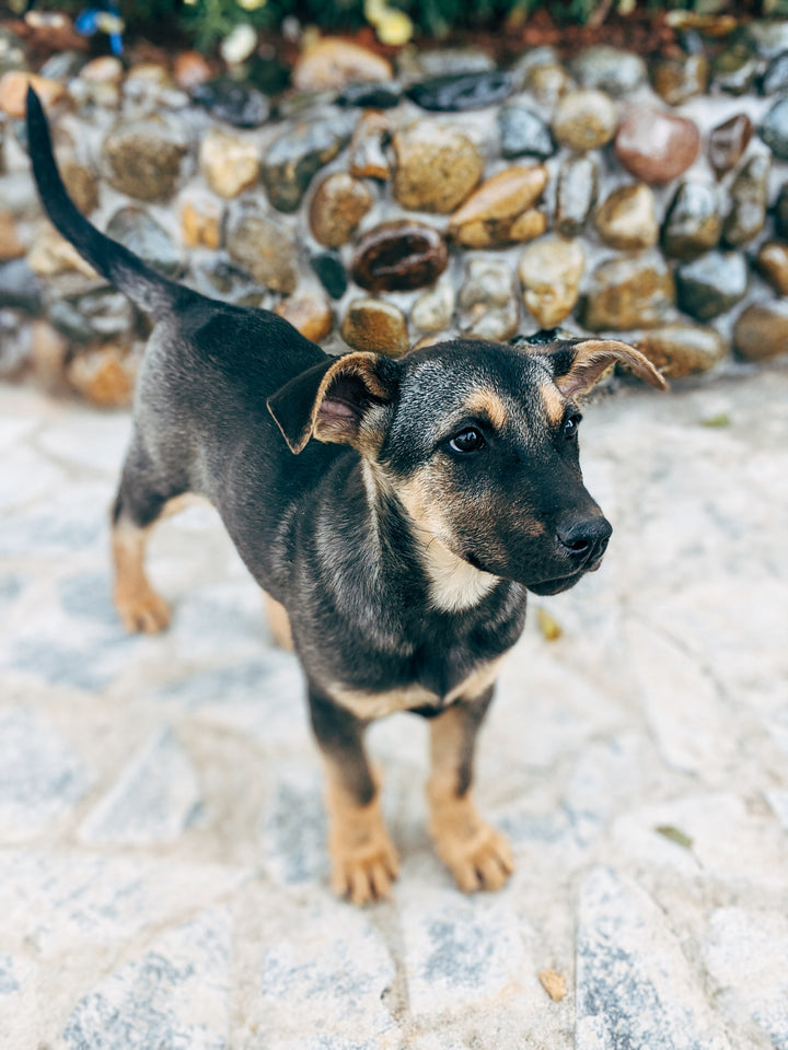 little puppy standing on stone pathway