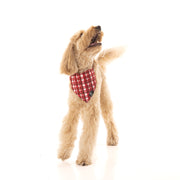 Check Me Out - BB Luxe Bandana