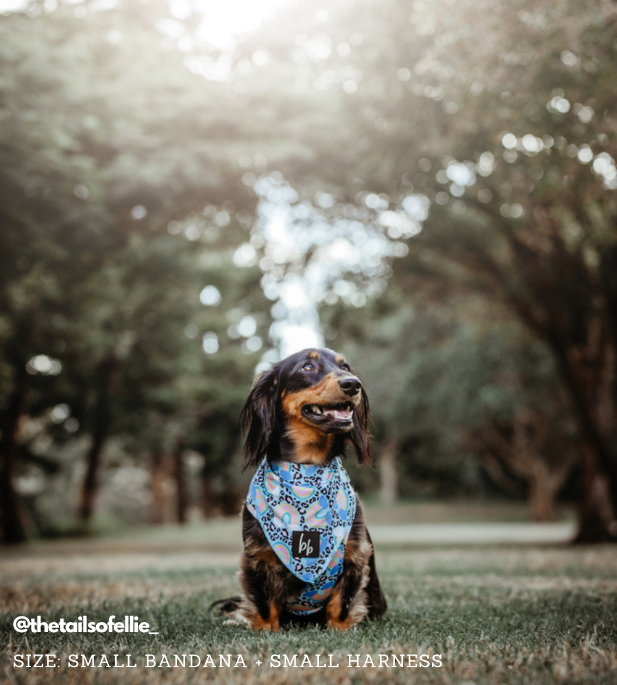 Happy Go Lucky (Sky Blue) - Bandana