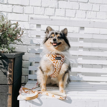 You're So Golden - Adjustable Chest Harness