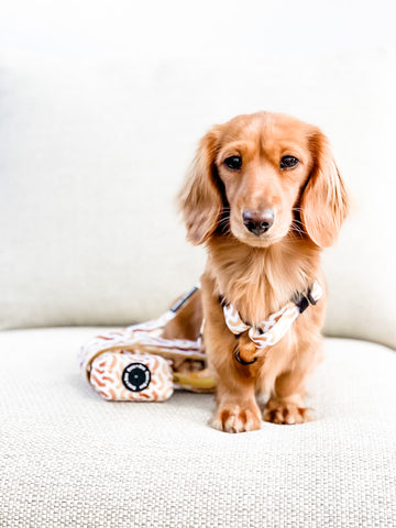 You're So Golden - Strap Harness