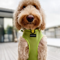 Pistachio - Adjustable Chest Harness