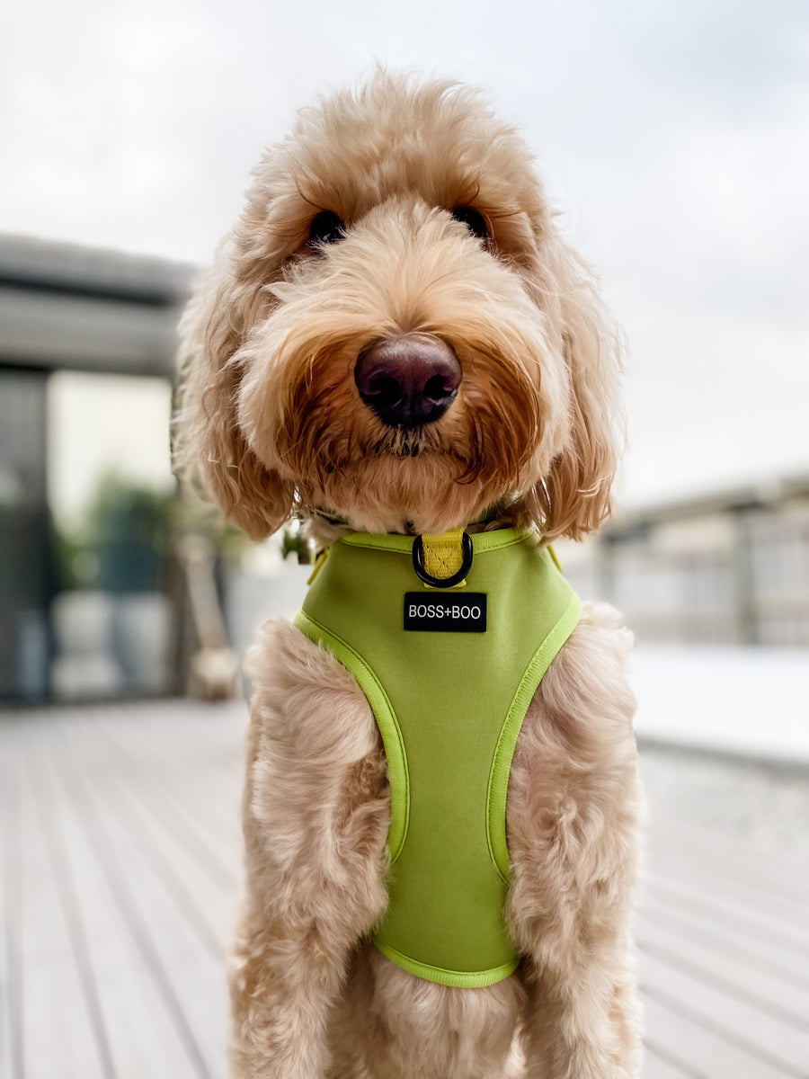 Pistachio - Adjustable Chest Harness