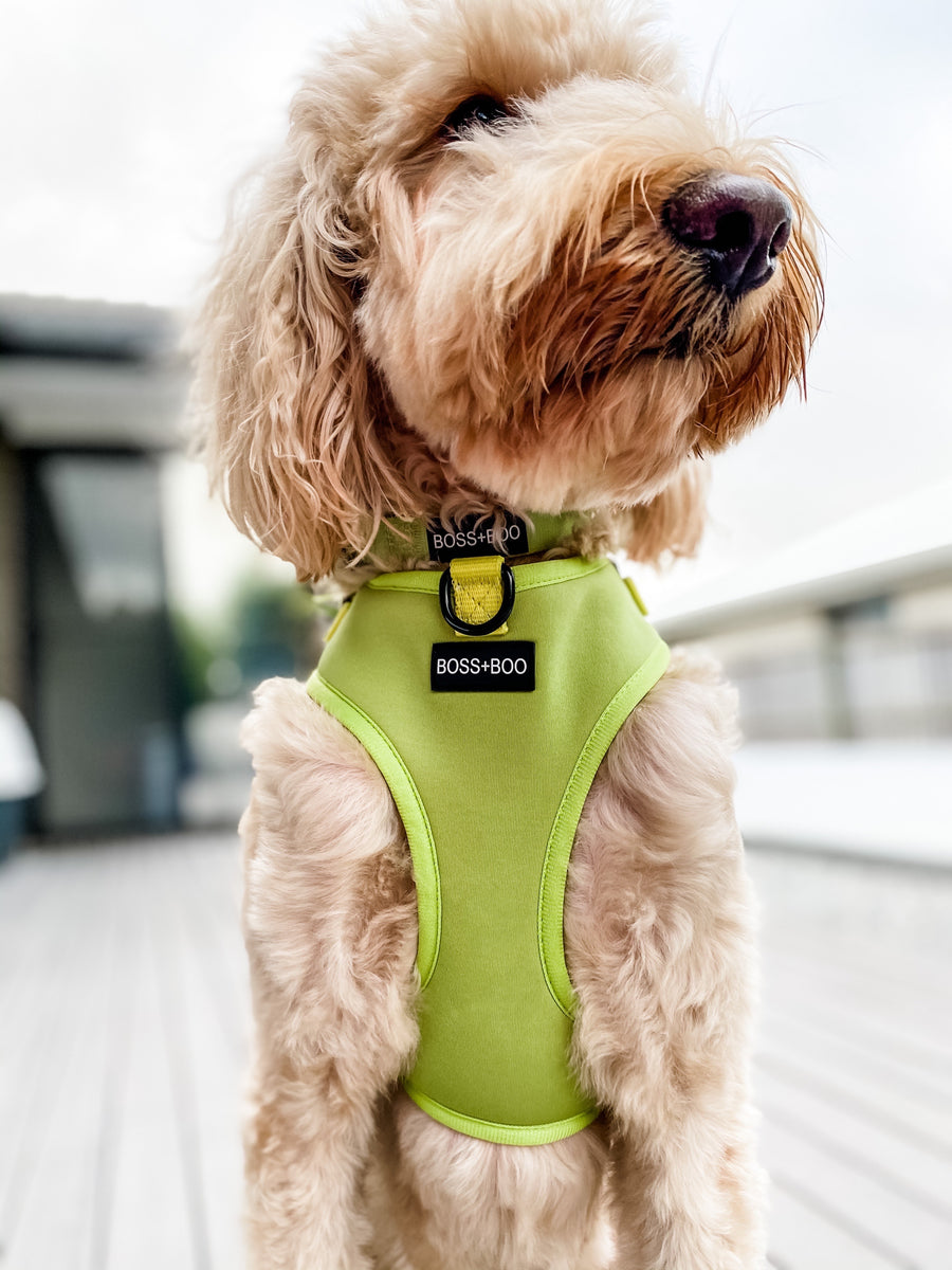 Pistachio - Adjustable Chest Harness