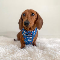 Tea Paw-ty - Adjustable Chest Harness