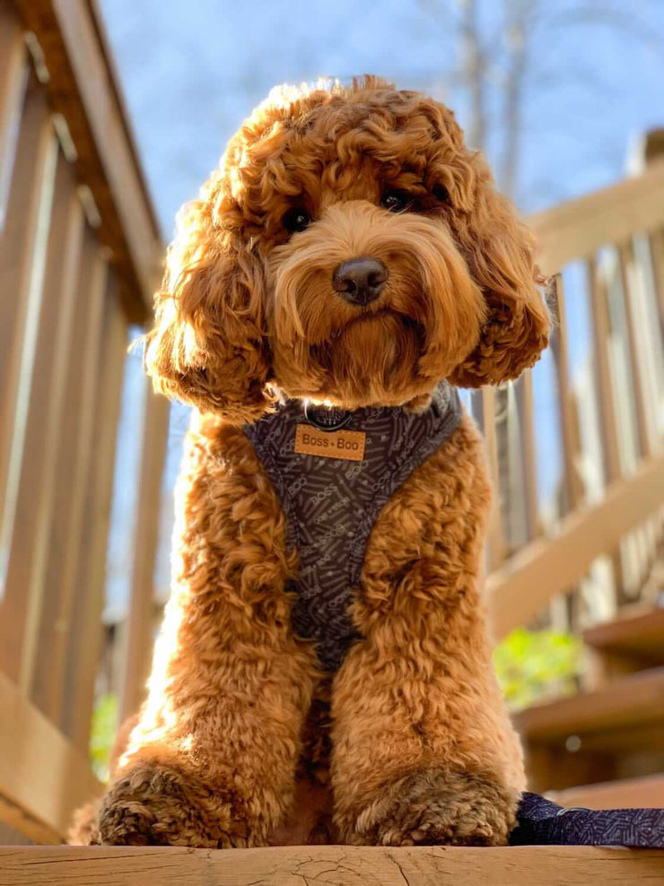 Signature Label Black/Slate - Adjustable Chest Harness
