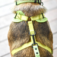 Pistachio - Adjustable Chest Harness