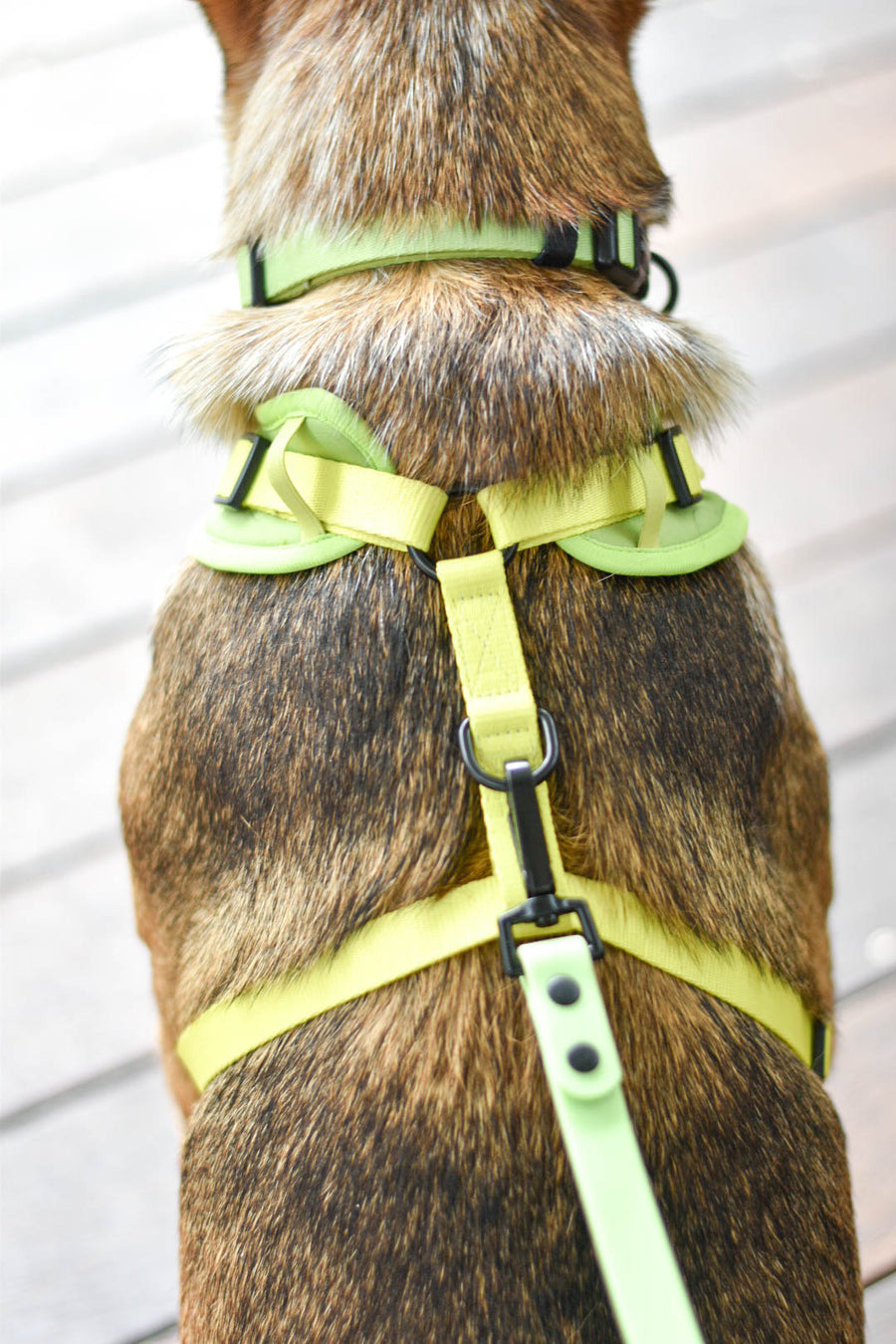 Pistachio - Adjustable Chest Harness