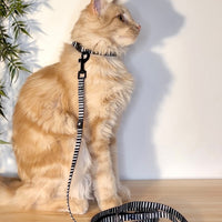 Licorice - Cat Collar