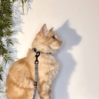 Licorice - Cat Leash