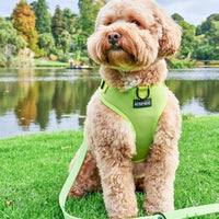 Pistachio - Adjustable Chest Harness