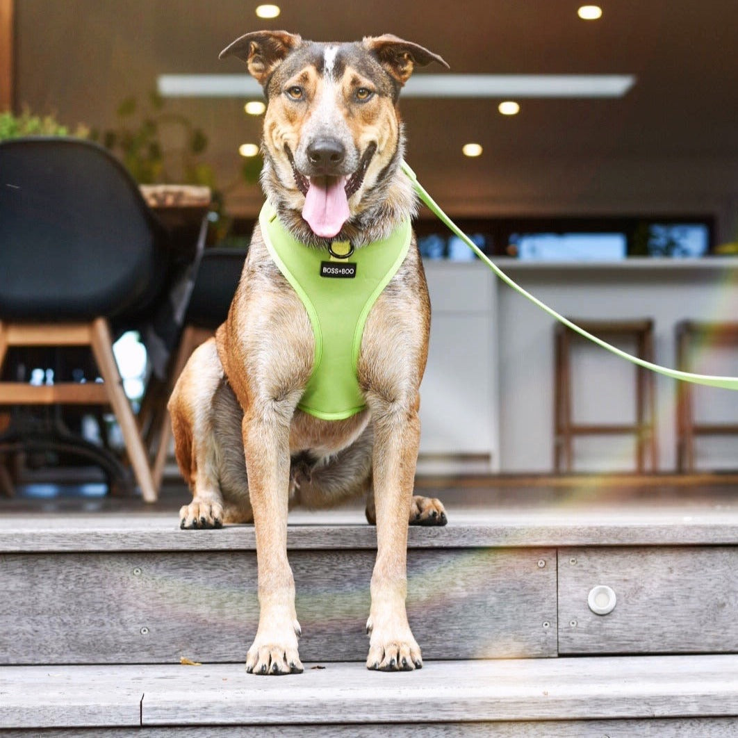 Pistachio - Adjustable Chest Harness